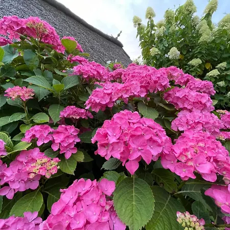 Bielenberg 37 * Kollmar